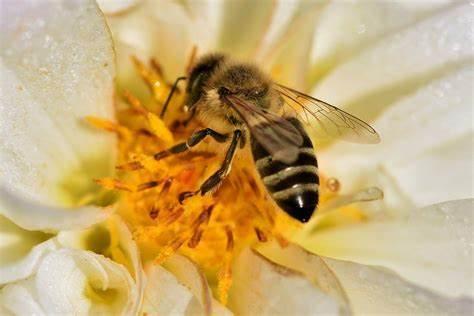 abeille_noire_2.jpg