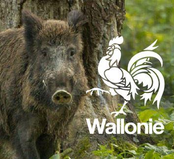 peste_porcine_2.jpg